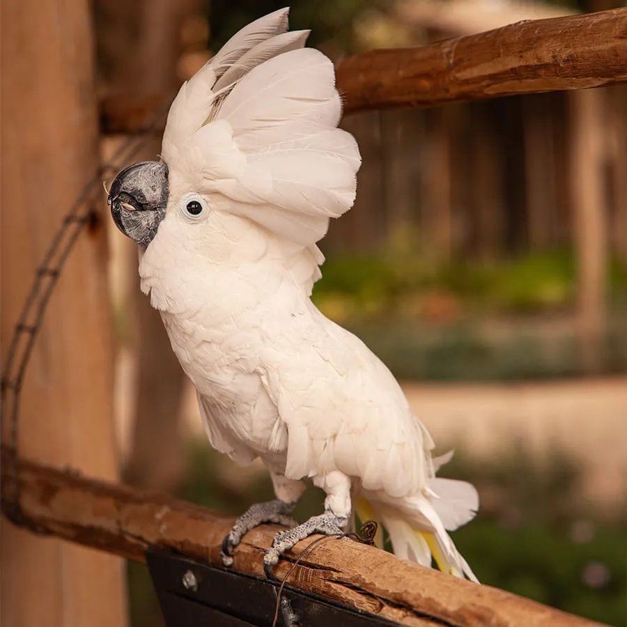 Villate Limoune: jardines y animales