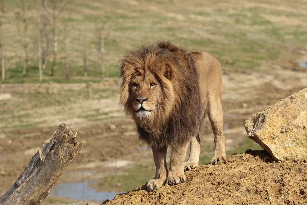 Agadir Lion Park safari visit