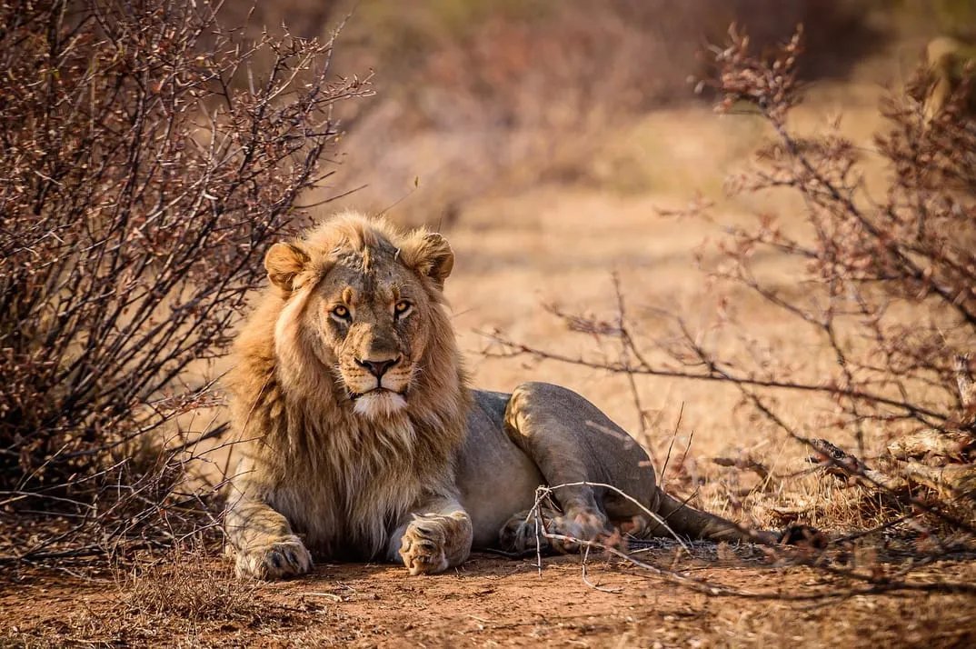 Agadir Lion Park safari visit — Tour photograph 3