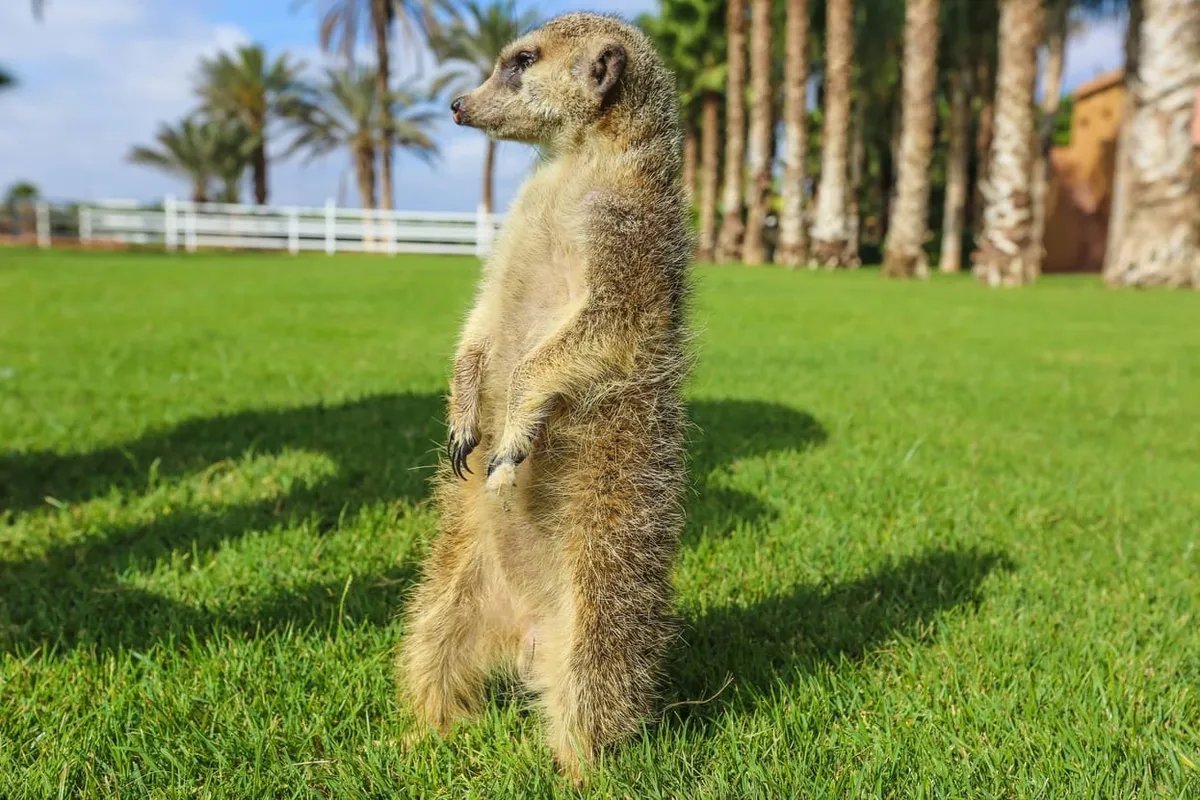Villate Limoune: jardines y animales — Foto de la excursión 3