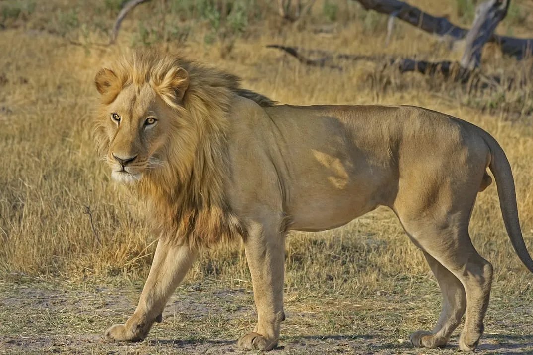 Agadir Lion Park safari visit — Tour photograph 2