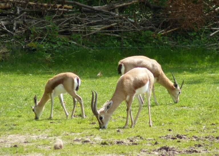 Agadir Safari sivatag és nemzeti park látogatás.