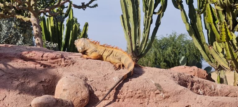 Parque dos Crocodilos de Taghazoute