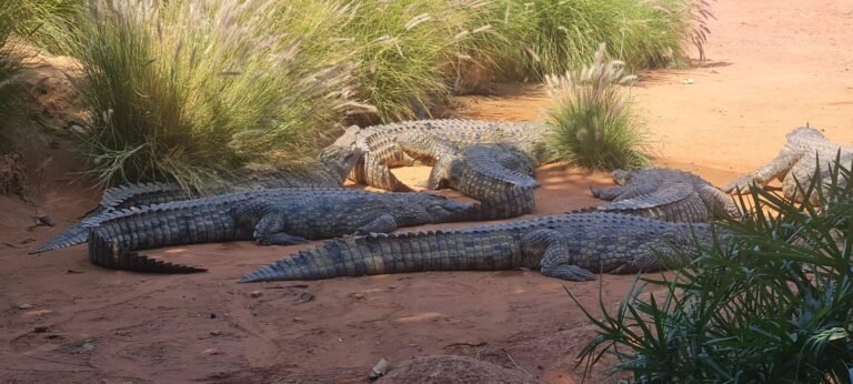 Parque dos Crocodilos de Taghazoute