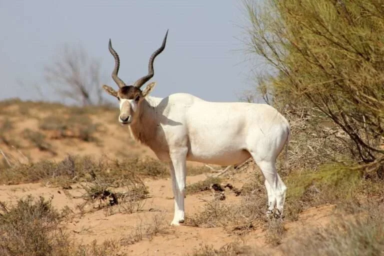 Souss Massa Nemzeti Park