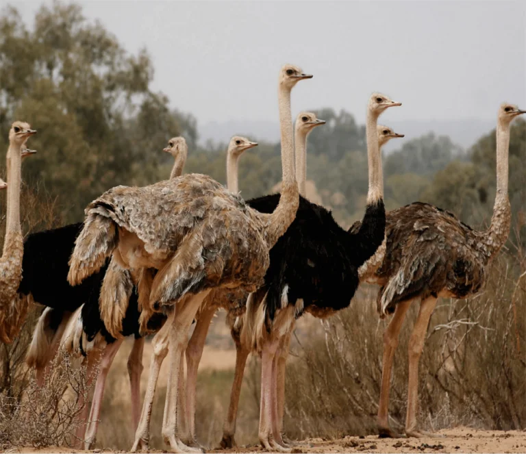 Souss Massa Nemzeti Park