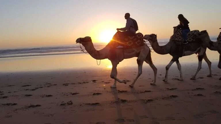 Camel Riding