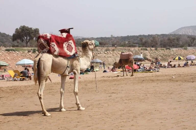 camel ride banana beach