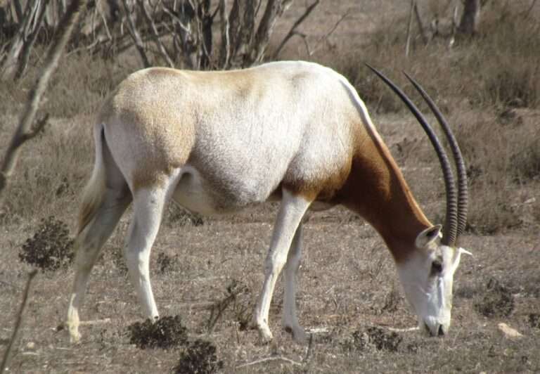 Souss Massa Nemzeti Park