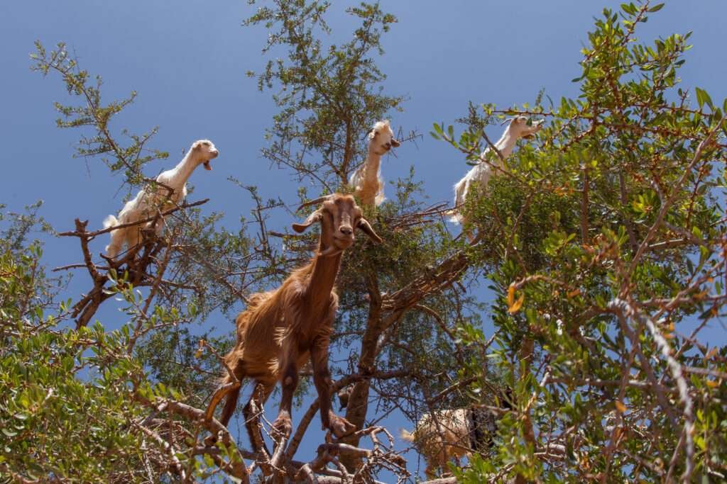 Egynapos kirándulás Essaouira-ba, indulás Taghazoute-ból