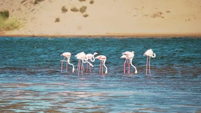 Souss Massa Nemzeti Park