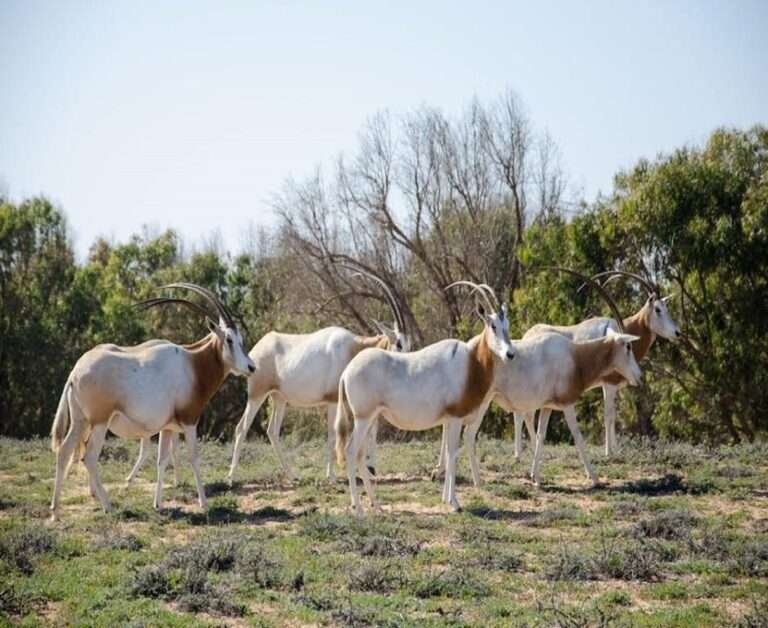 Souss Massa Nemzeti Park