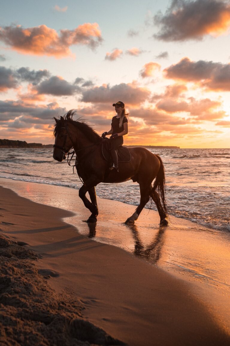 passeios a cavalo ao pôr do sol