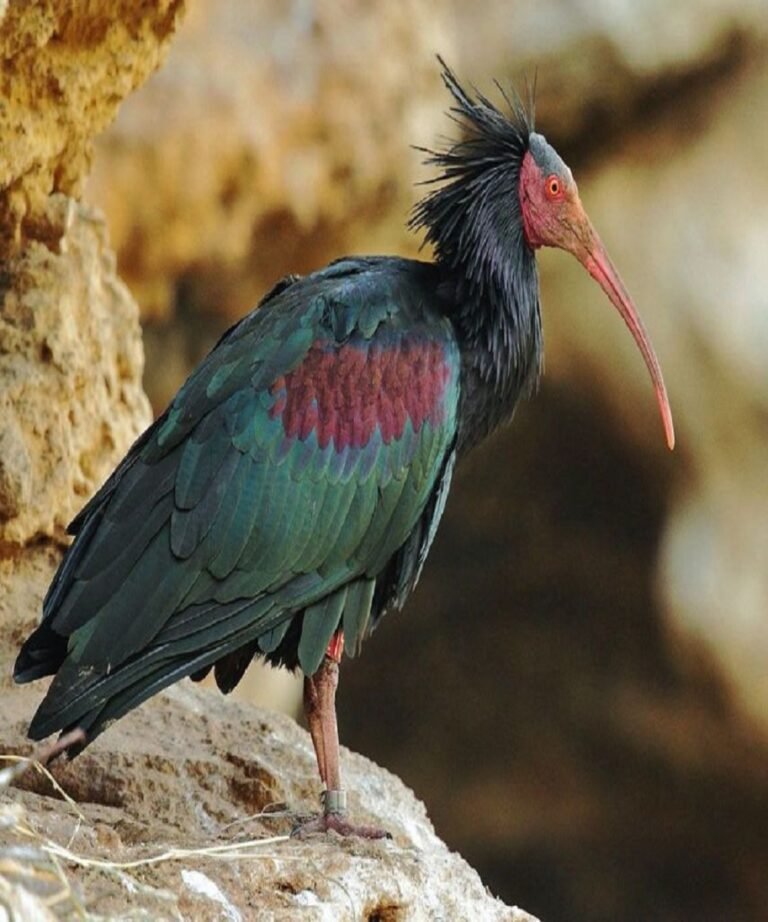 Agadir Ibis Bird