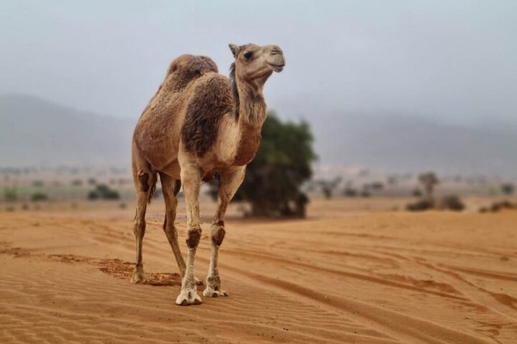 Massa camel ride Agadir Travel Excursions