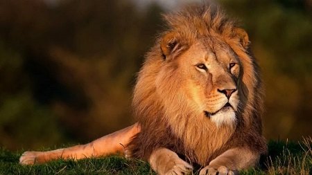 real lions coming to agadir morocco safari park 800x450 1 Agadir Travel Excursions