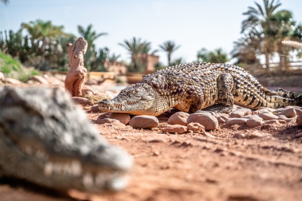 CROCODILE PARK FROM TAGHAZOUT