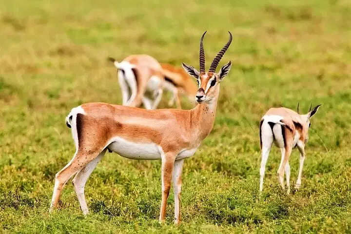 Souss-Massa National Park Tour with Lunch
